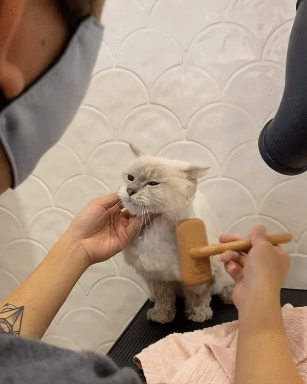 gif of cat having fur brushed and groomed