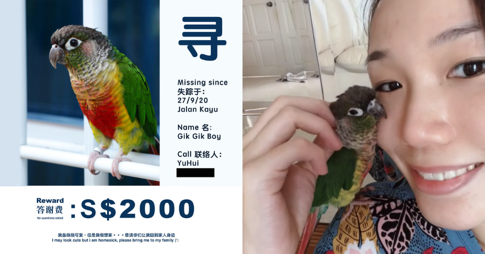 Lost parrot reunited with owner after social post, but that's not