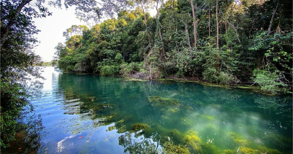 MacRitchie Reservoir is incredibly scenic & has irreplaceable ...