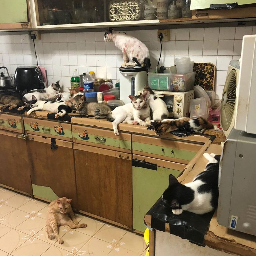 S'pore rescue group finds over 40 cats in pest-infested home, including  newborns & dead cats  - News from Singapore, Asia and around  the world