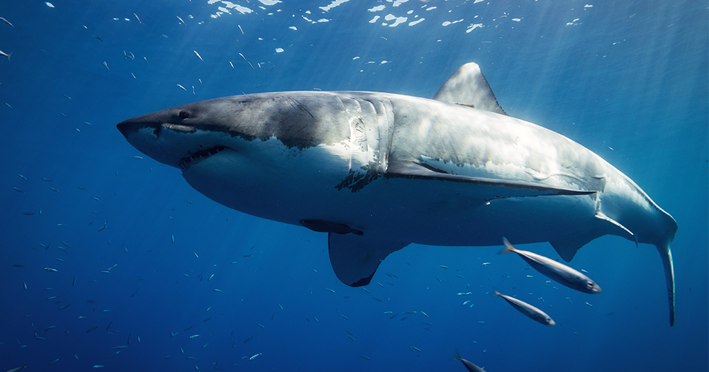 deep blue shark hawaii sighting