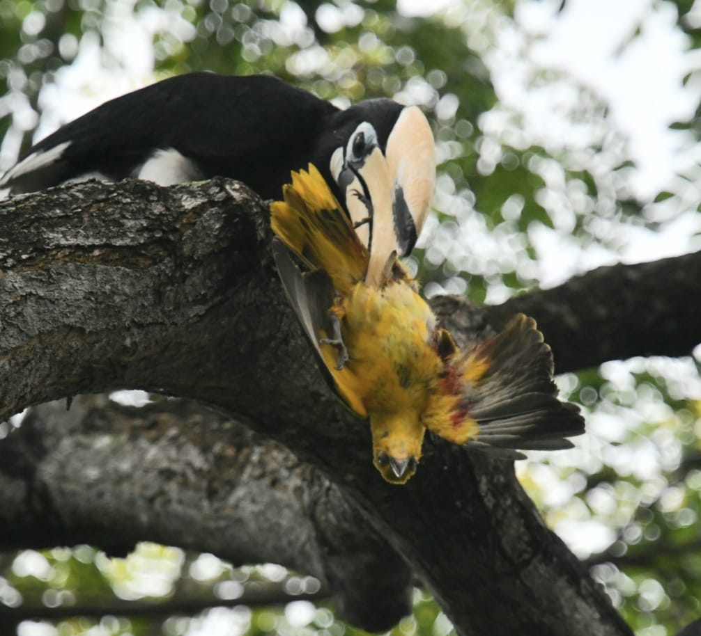 Hornbill Spotted Grabbing Shaking Smaller Bird At Pasir Ris Park   124816267 10164509142635595 7988307929619405768 O 