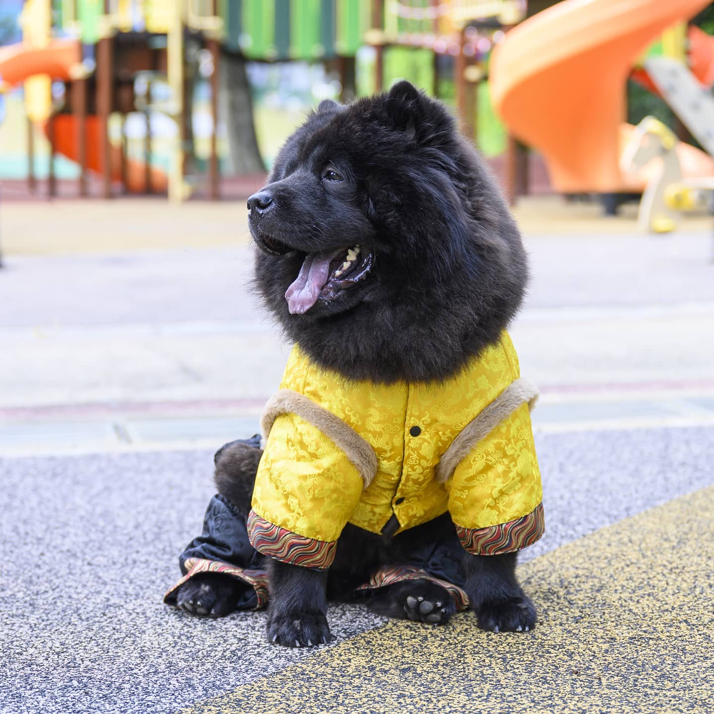 New dog cafe in Seletar provides grooming, training ...