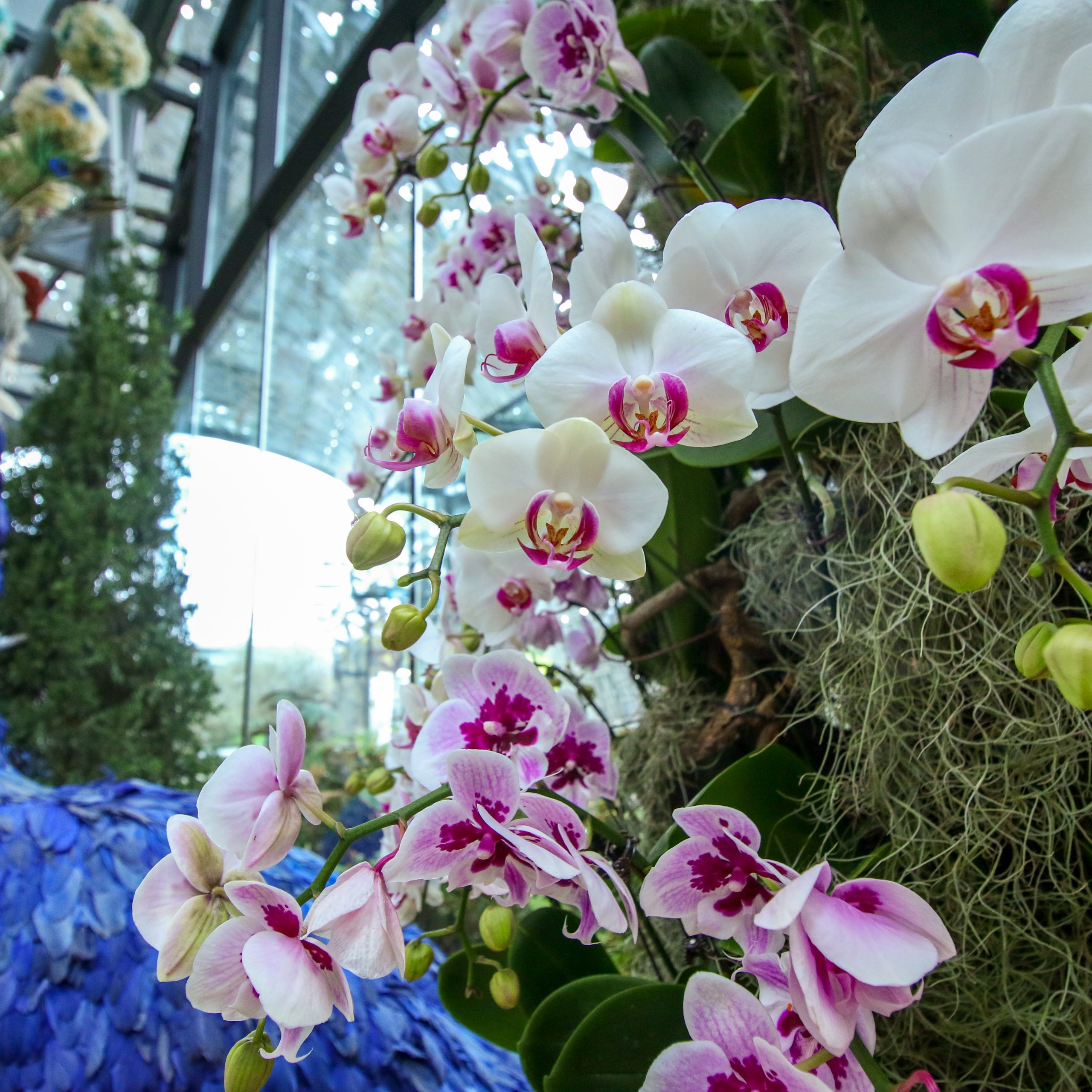 Floral Fantasy at Gardens by the Bay Reopens with Vibrant Blooms