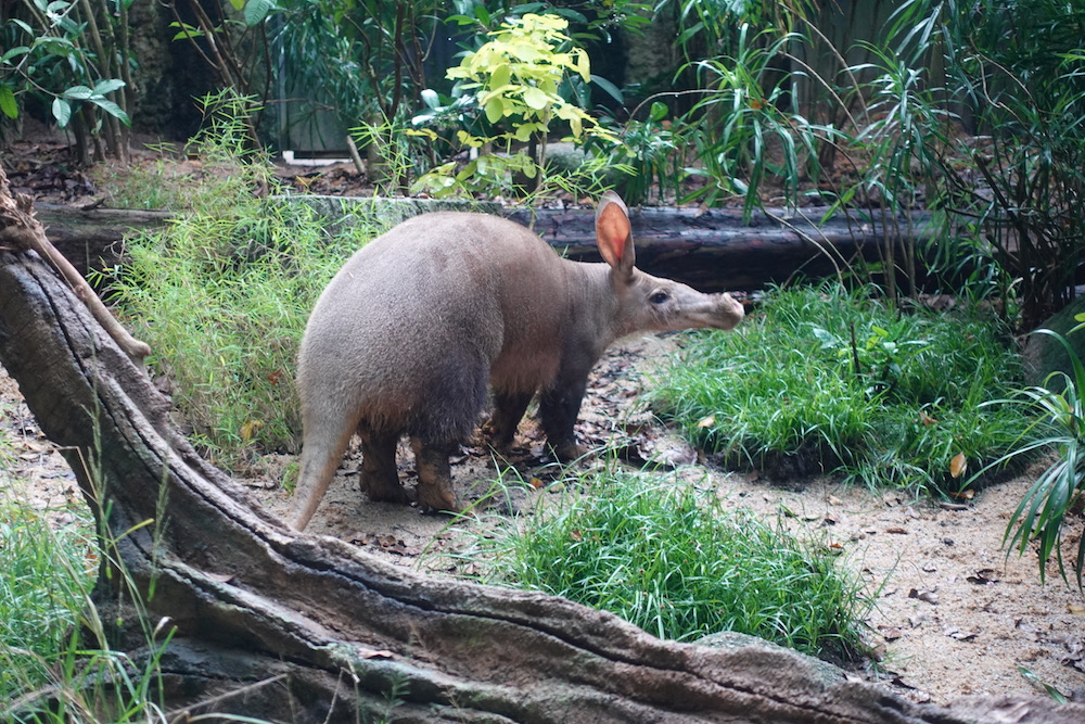 Aardvark, new resident at S'pore Night Safari, looks like a kangaroo