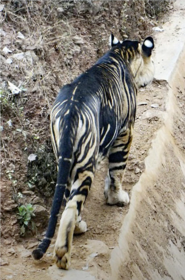 Extremely rare black tiger spotted by amateur photographer in India