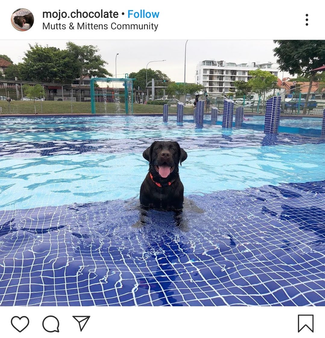 can dogs swim in swimming pools