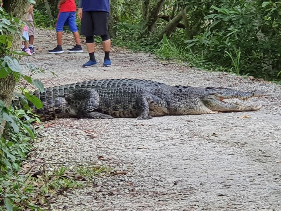 crocodile singapore