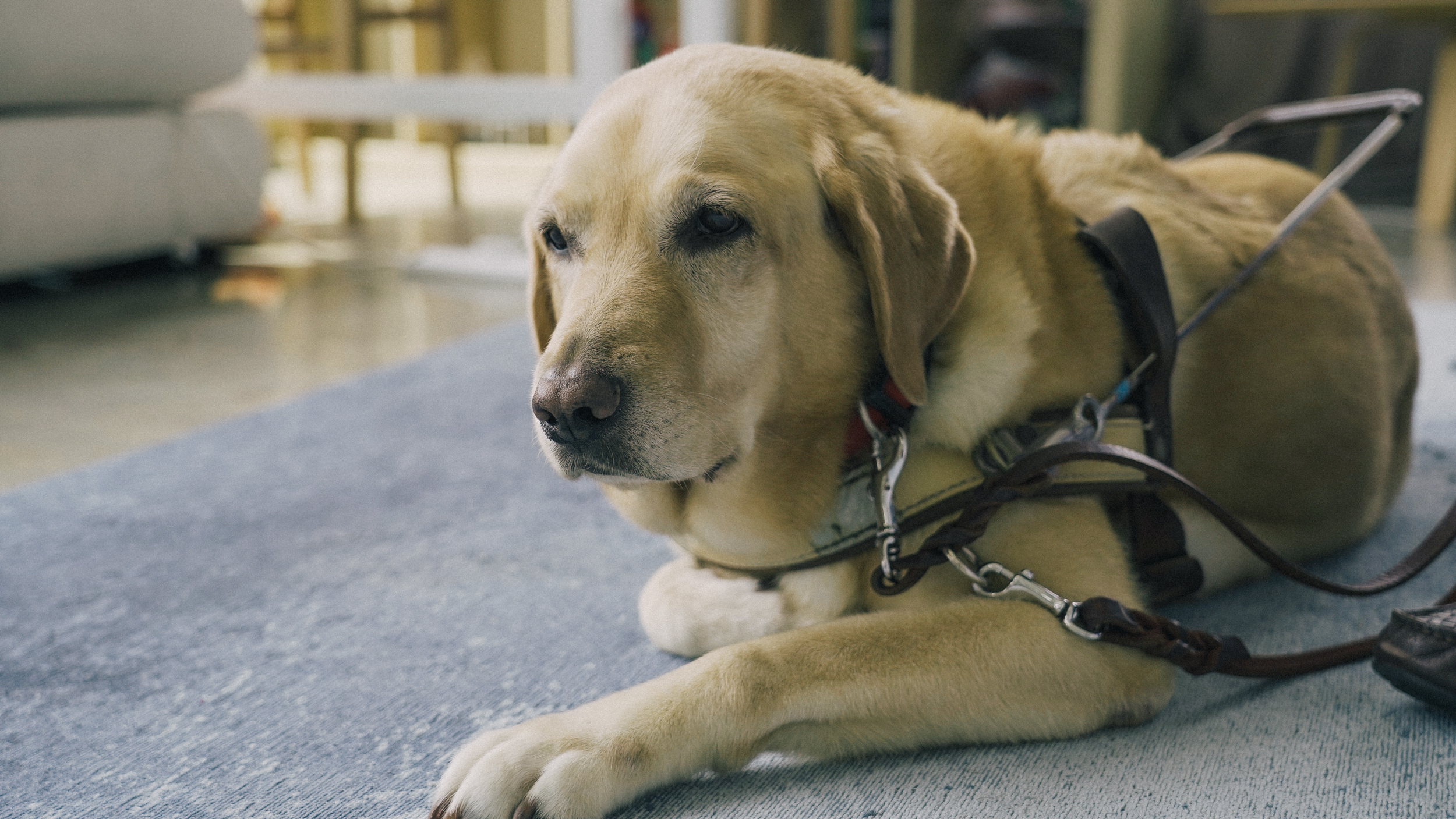 Seratta a Labrador-Golden Retriever cross