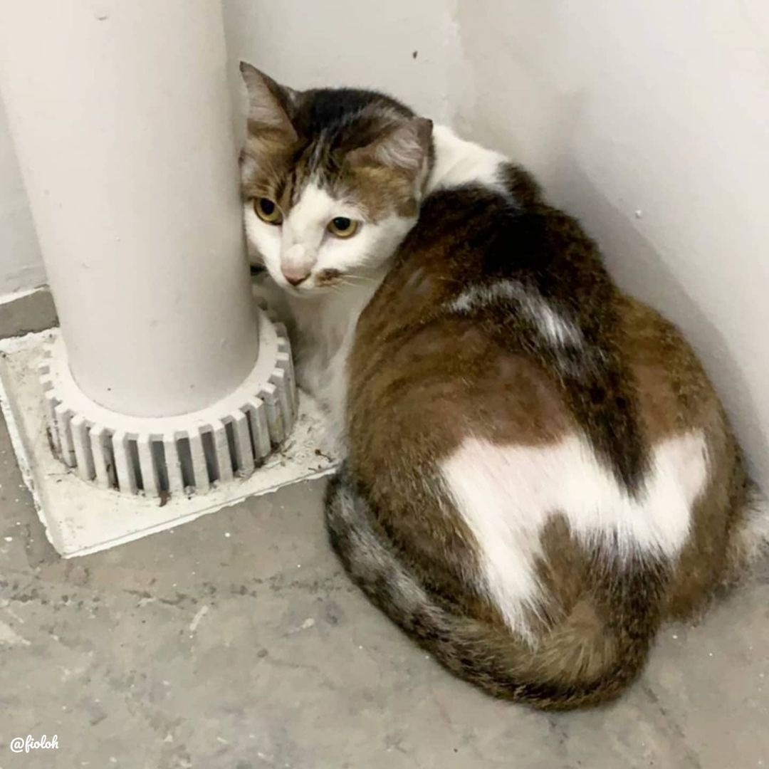 Dead Cat With Severed Leg Knife Found At Fernvale Link Hdb Void Deck Mothership Sg News From Singapore Asia And Around The World