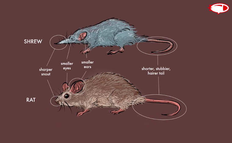 photo highlighting the difference between a shrew and a rat