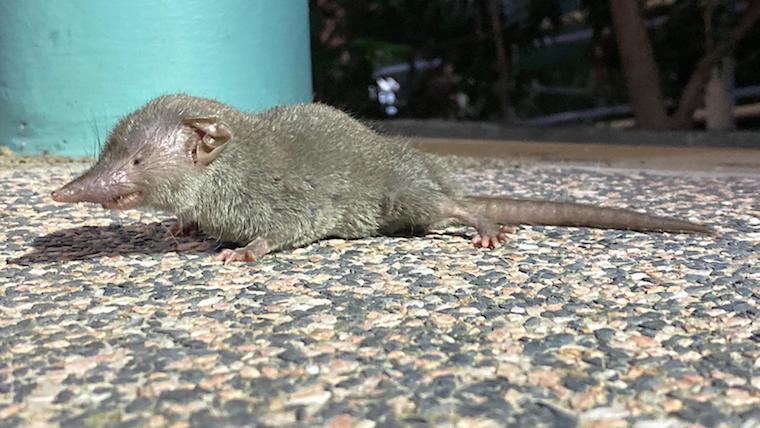 photo of asian house shrew by bernard seah