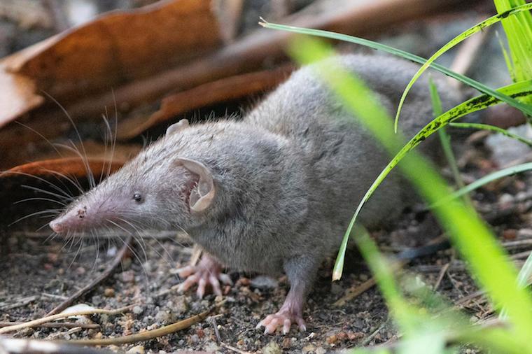 photo of asian house shrew