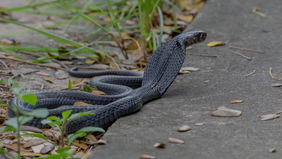 snake black cobra