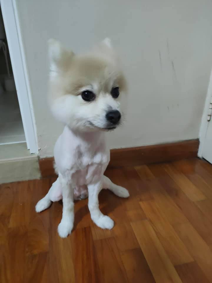 S Pore Dog Owner Requested Shiba Inu Cut For Pomeranian But Groomer Allegedly Shaves Off Its Coat Mothership Sg News From Singapore Asia And Around The World