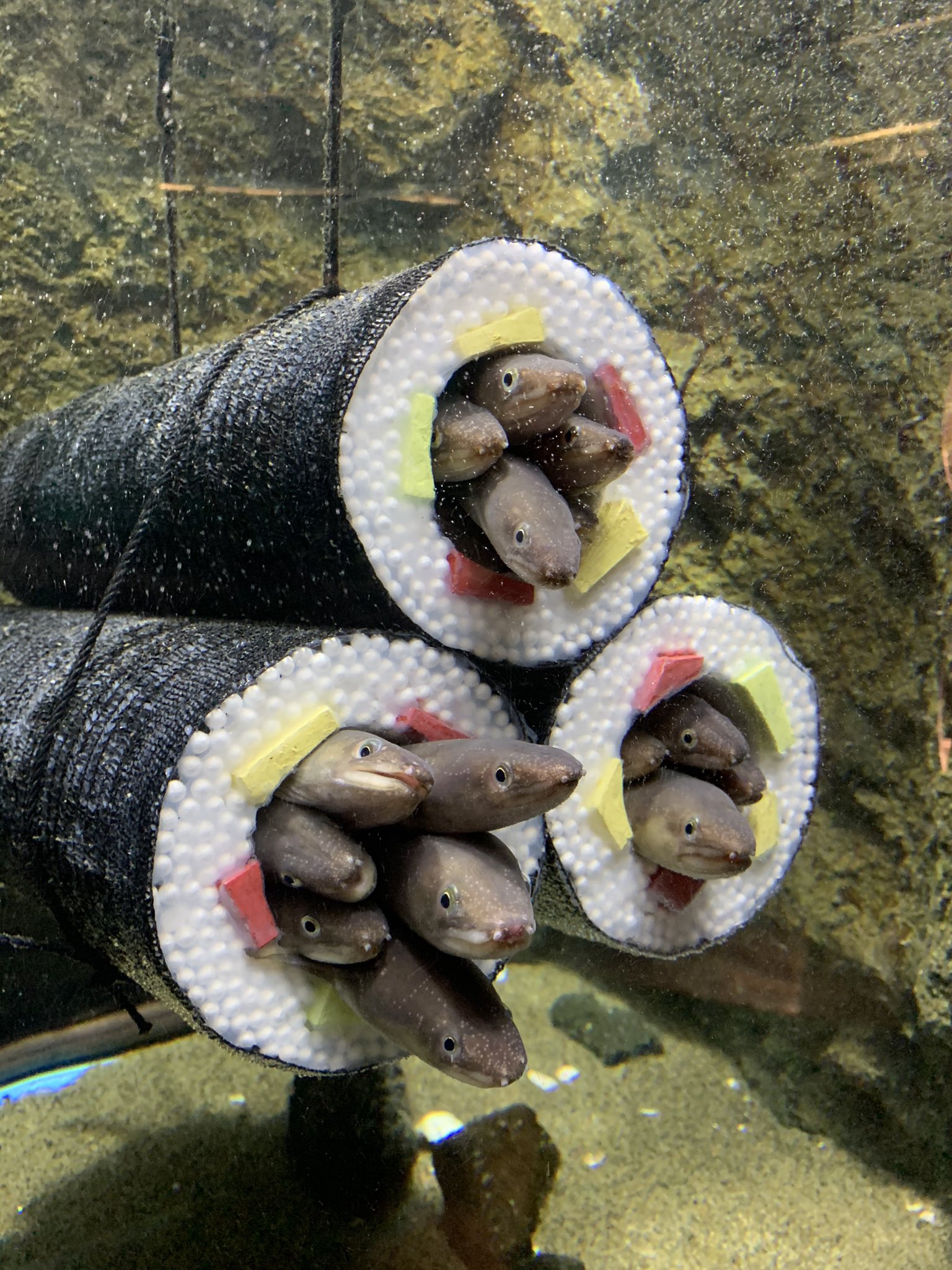 Japanese aquarium has sushi roll cylinders for eels to