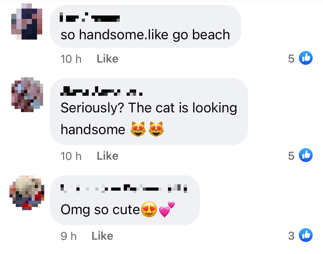 Comments on the post which describe the cat as adorable. 