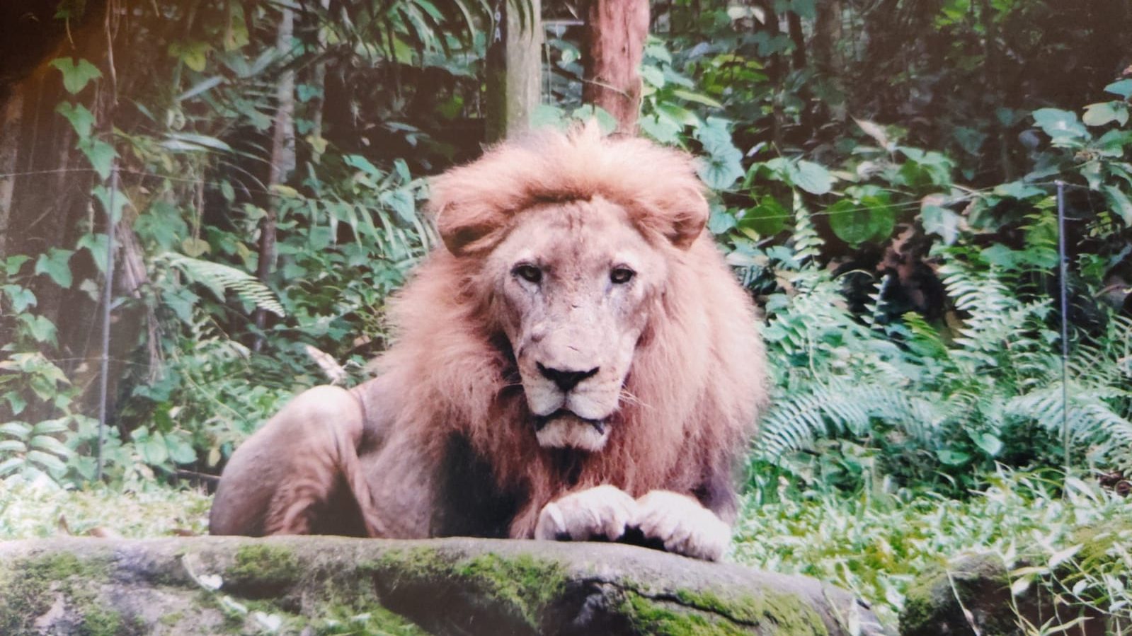 lioness and cub