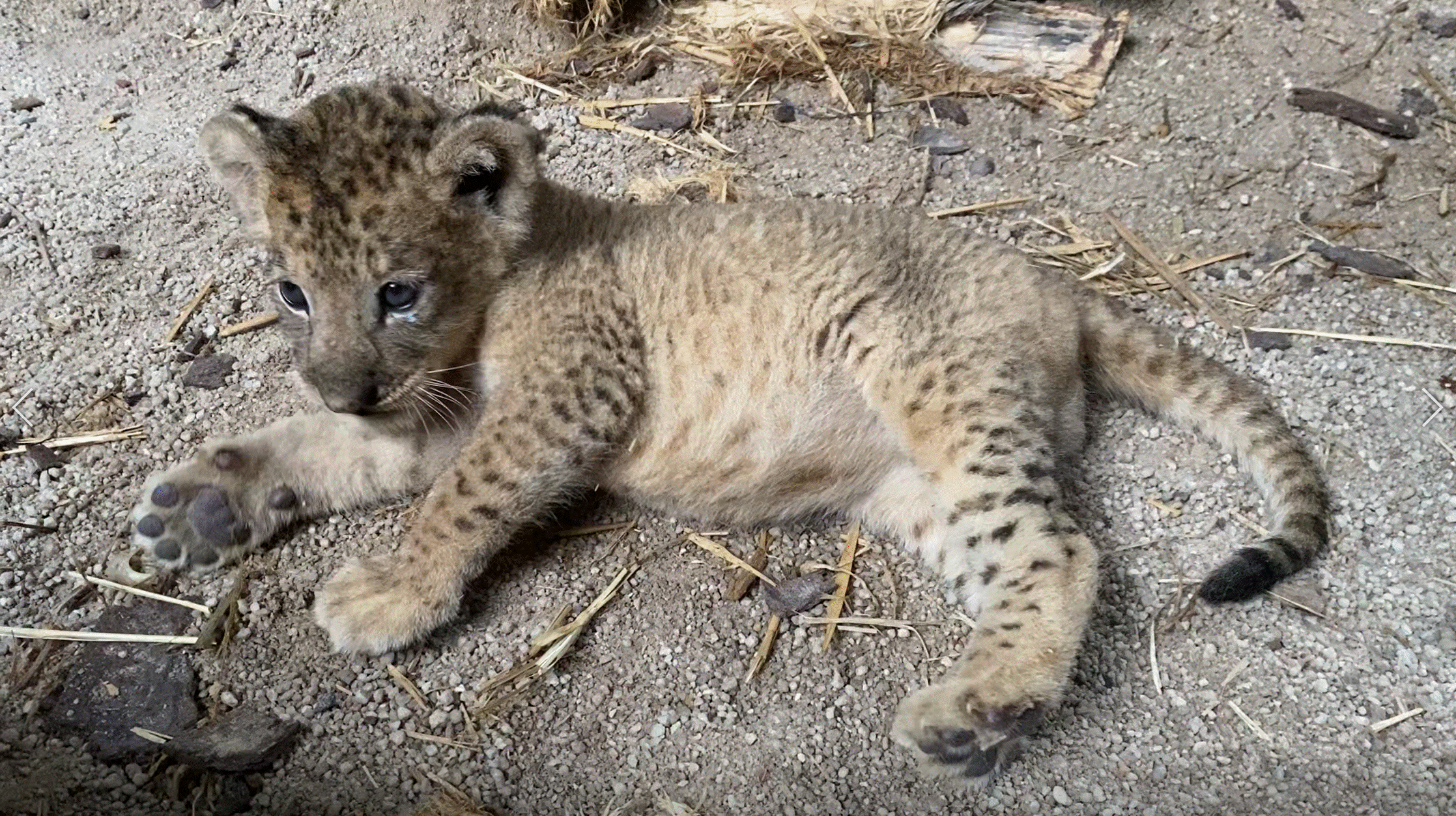 S'pore Zoo welcomes male lion cub 'Simba', only son of 20-year-old lion ...