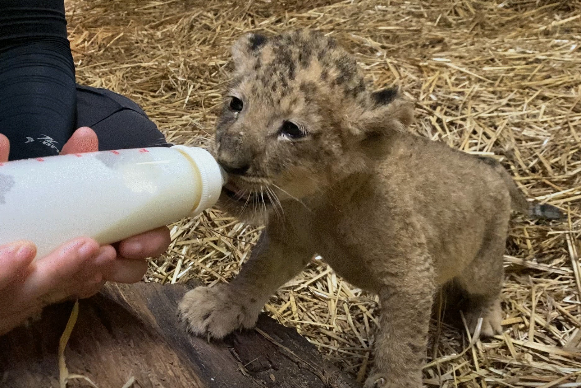 S pore Zoo welcomes male lion cub Simba only son of 20-year-old lion 