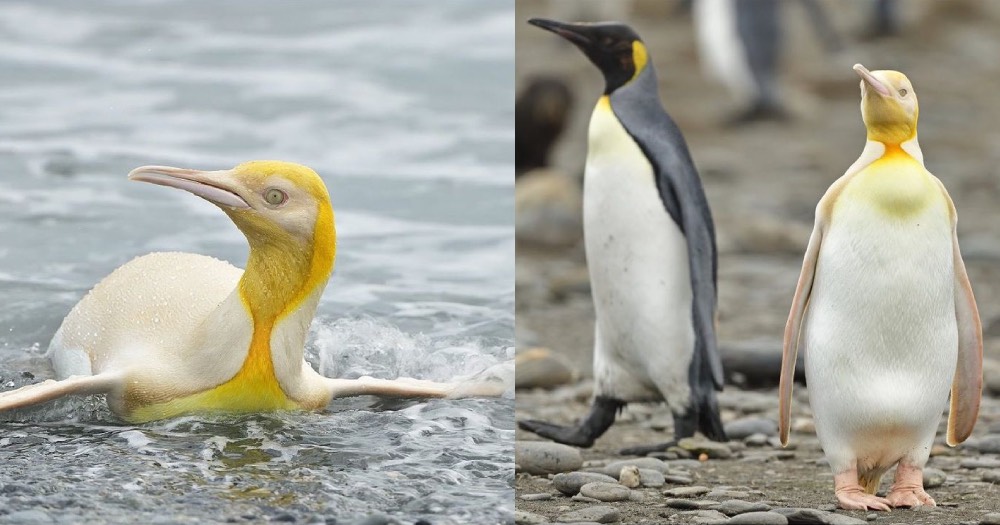 rare-pale-yellow-king-penguin-photographed-for-the-first-time-near-antarctica