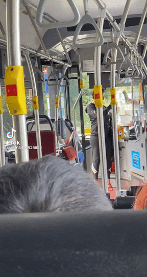 Gif of the woman attacking the bus driver