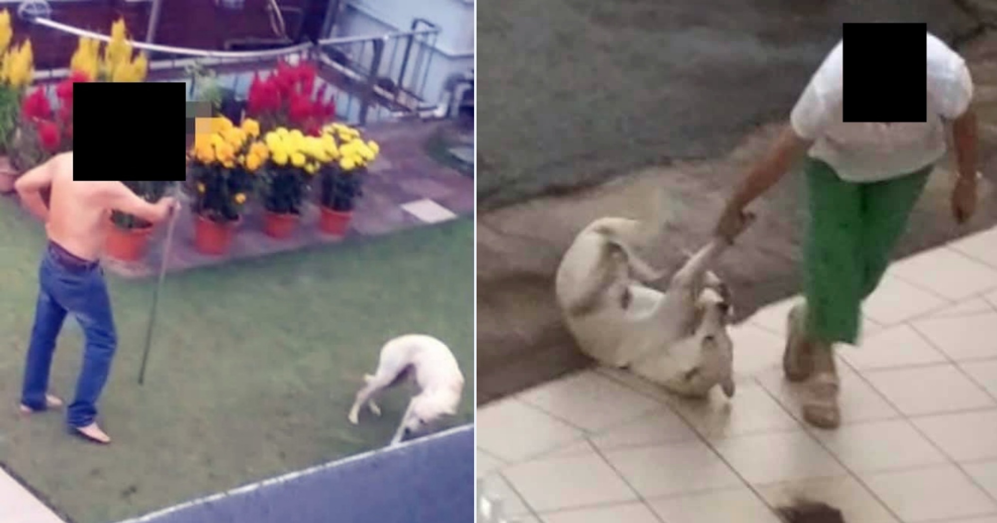 S'pore doggo allegedly whacked with metal rod & dragged by its paws by  owners before AVS rescue  - News from Singapore, Asia and  around the world