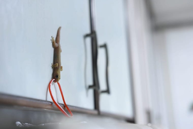 Photo of house gecko with rubber band in its mouth