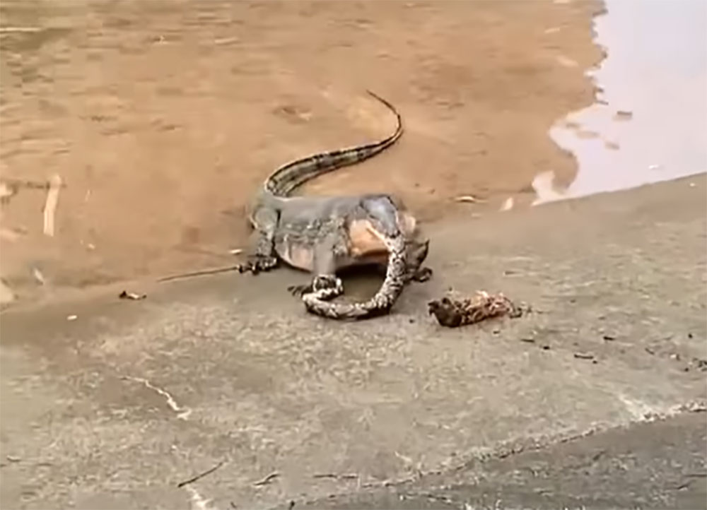 komodo dragon eating snake