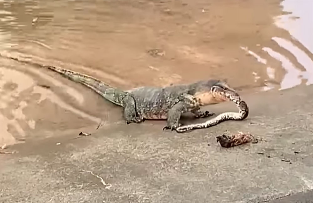 komodo dragon eating snake