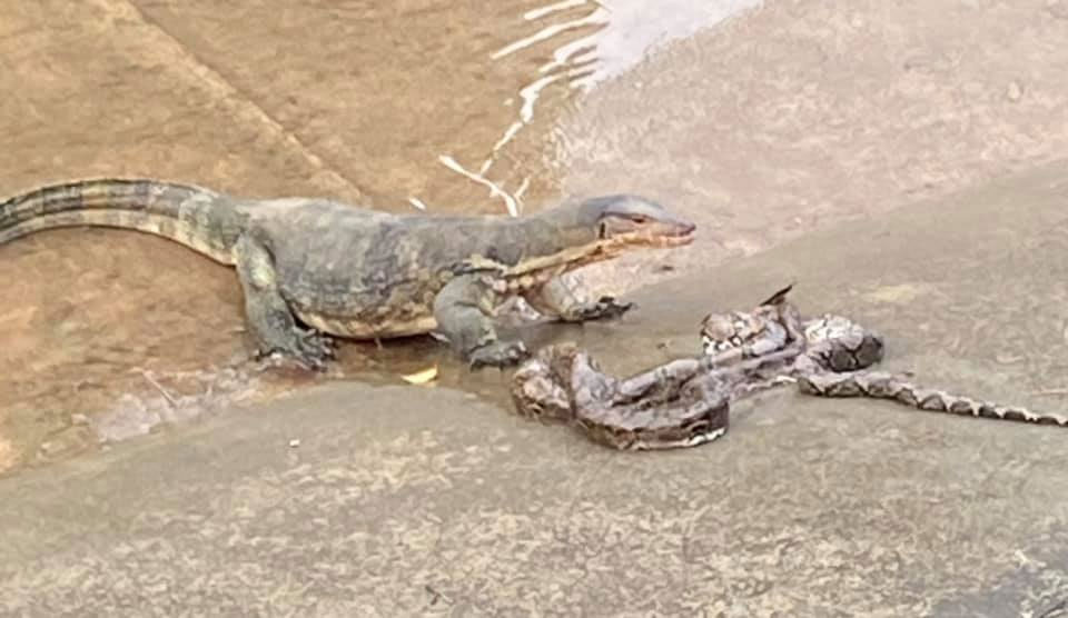 Monitor Lizard Eats Python In Ulu Pandan Canal But Throws It Up 
