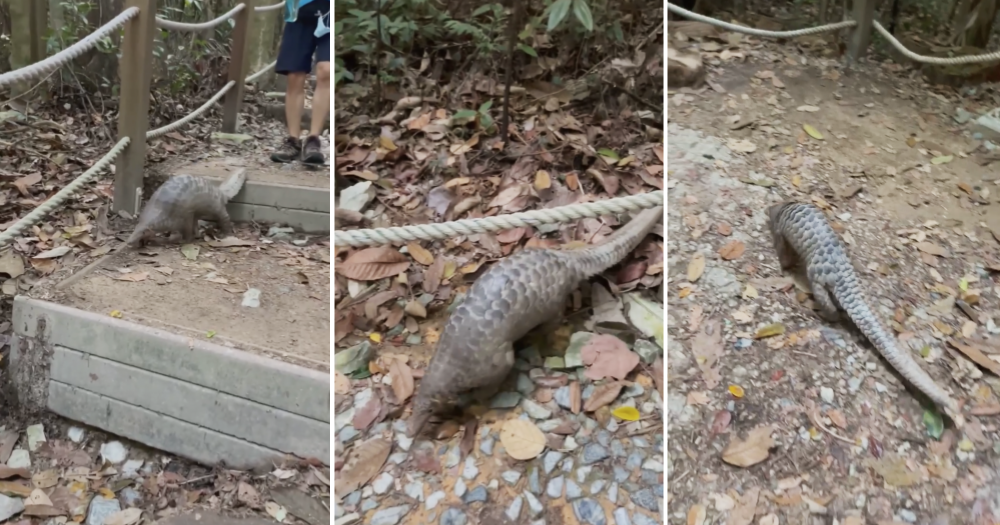 Pangolin out for morning walk at Bukit Timah Nature Reserve has rare  encounter with hikers  - News from Singapore, Asia and  around the world