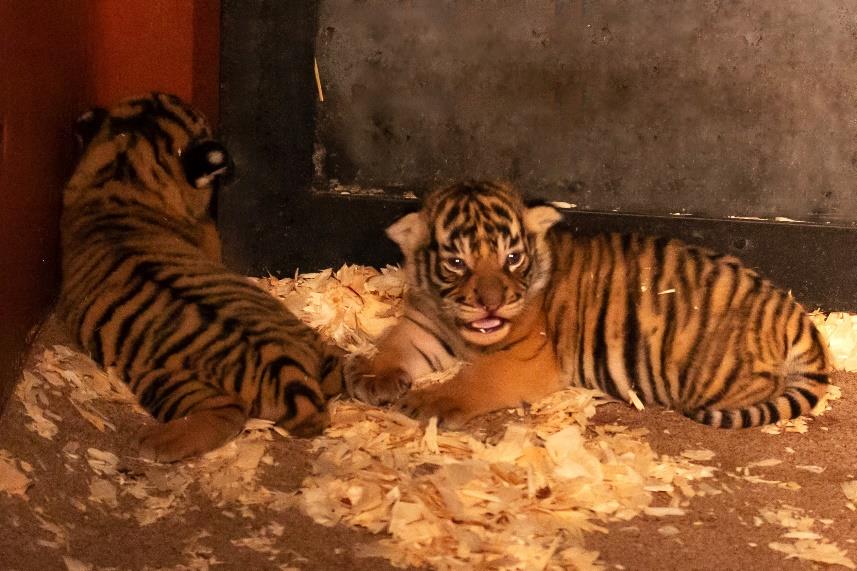 Names of twin Sumatran tiger cubs born at Safari Park revealed