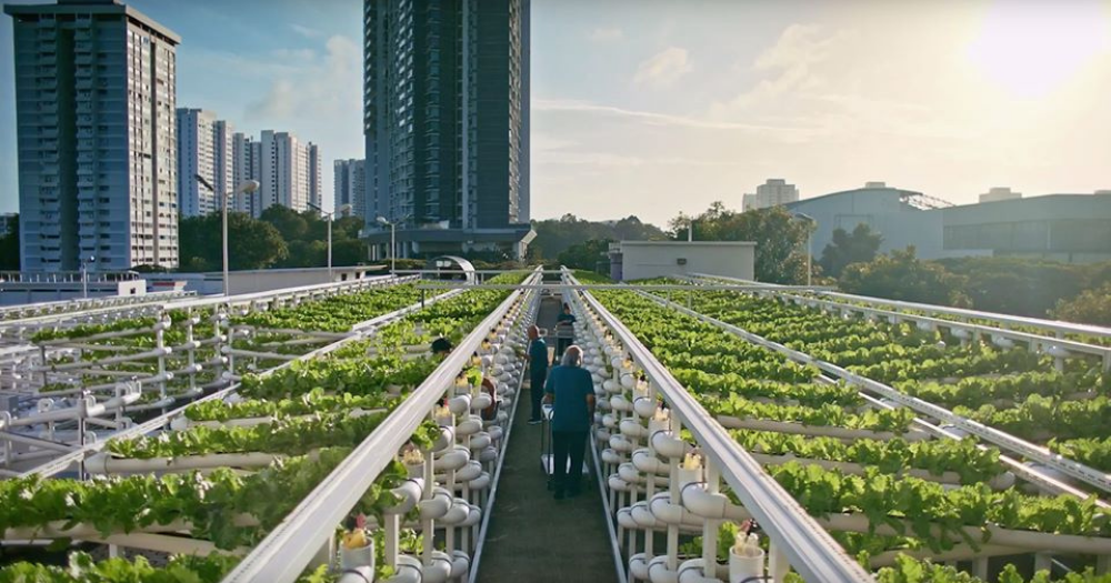 Crops In A Concrete Jungle: Singapore's Rooftop Farms, 41% OFF