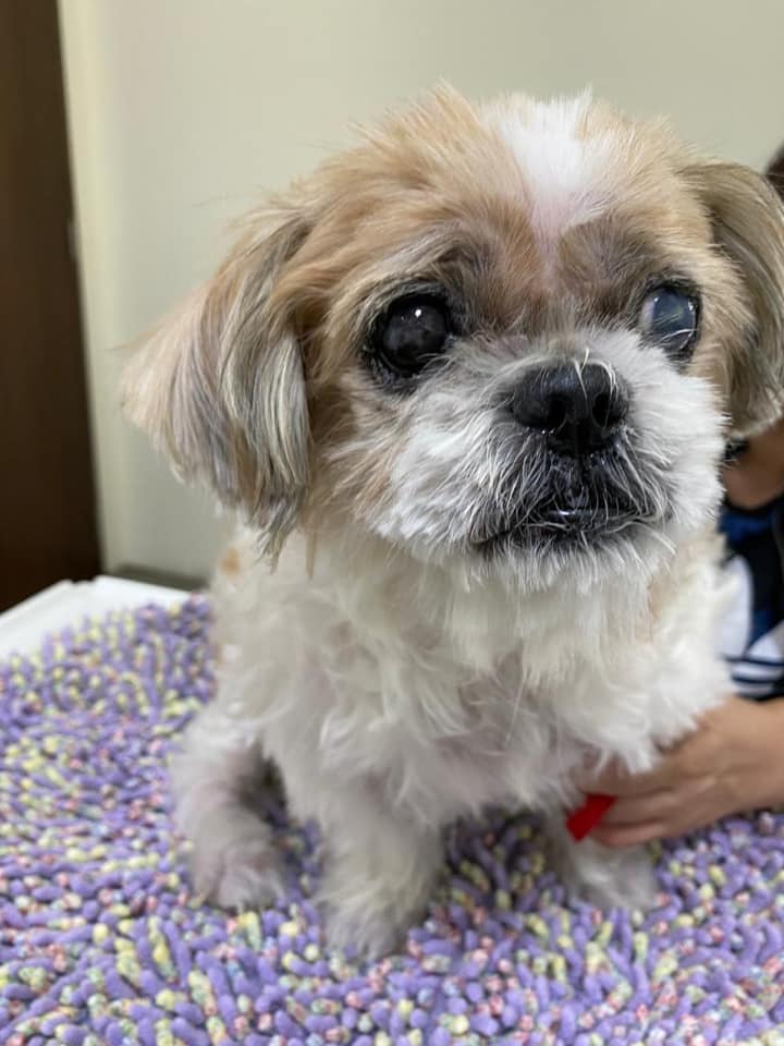 10 year old shih 2024 tzu