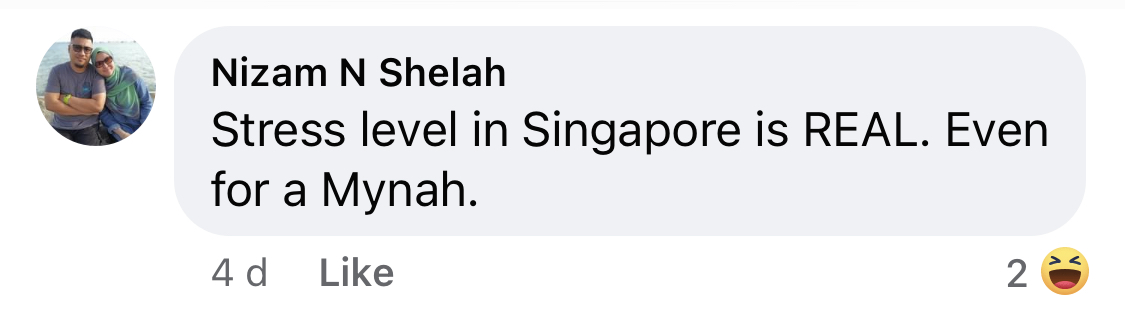 Screenshot of comment that reads "Stress level in Singapore is real. Even for a mynah"