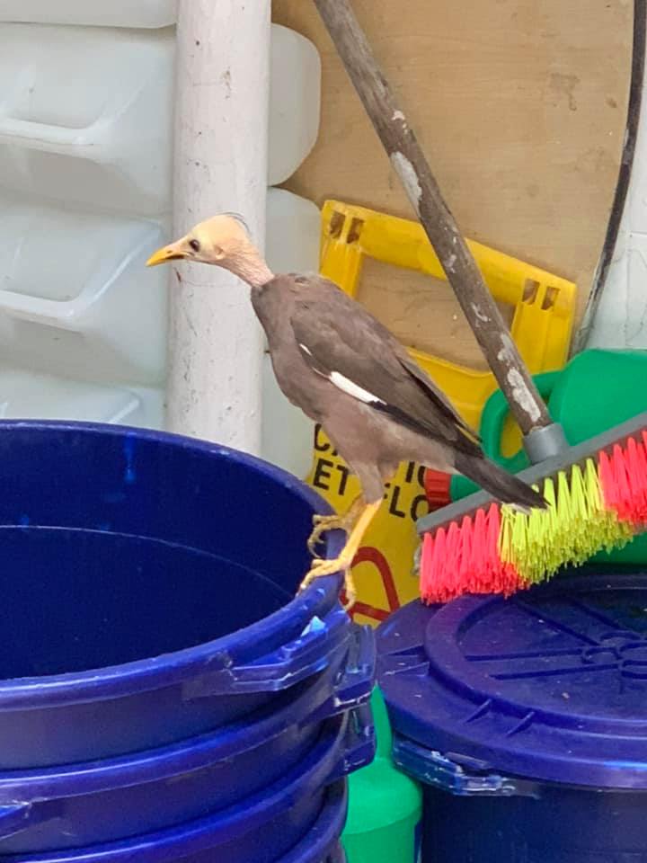 Image of the bald mynah