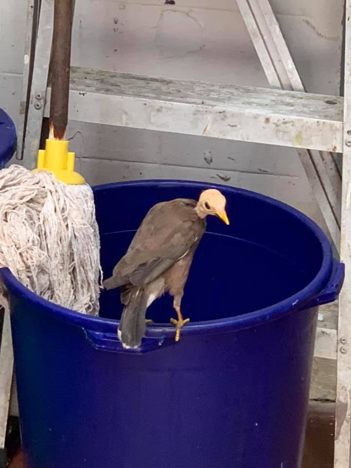 Image of the bald mynah