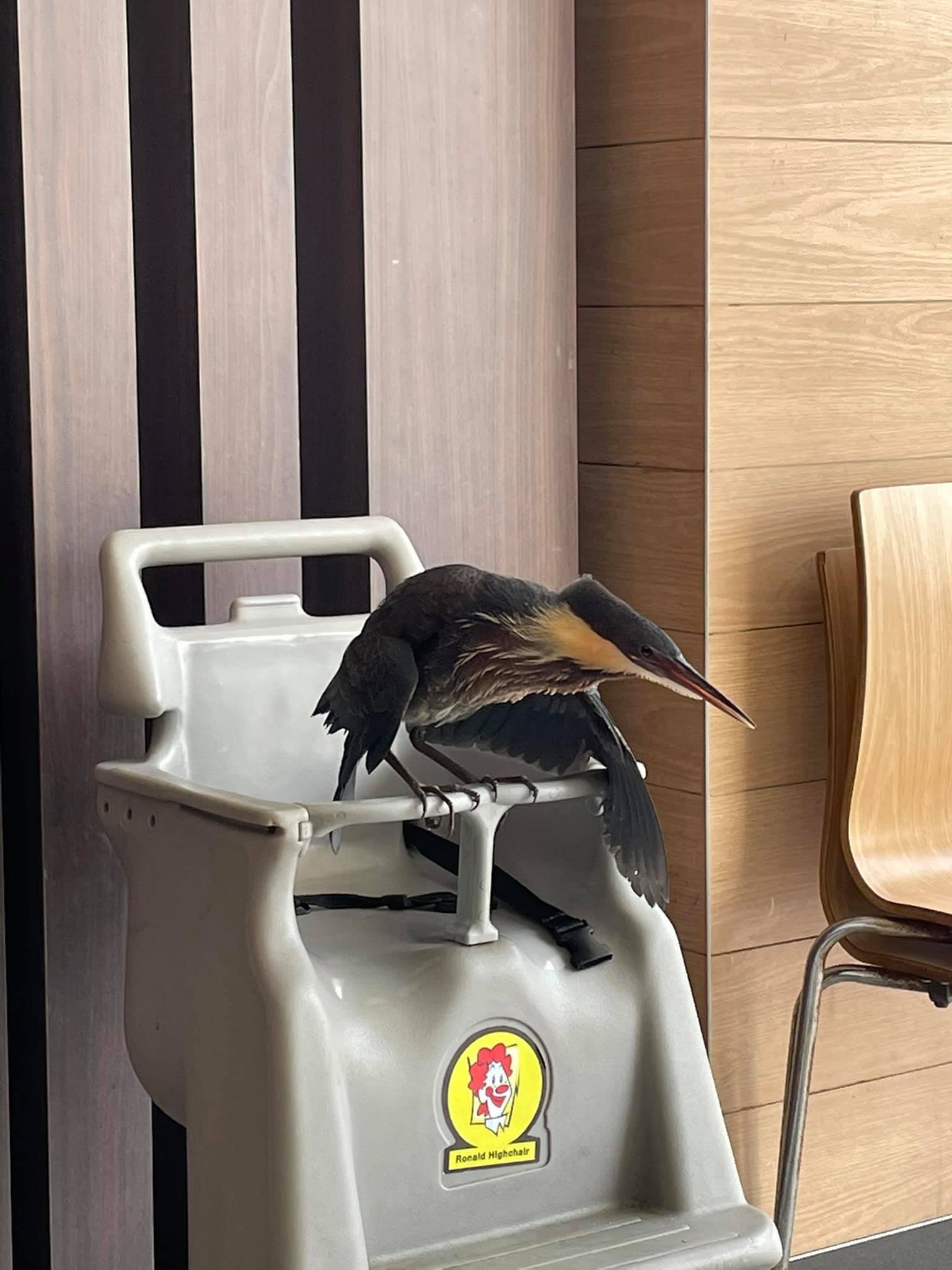Image of the black bittern in a McDonald's in Tampines West
