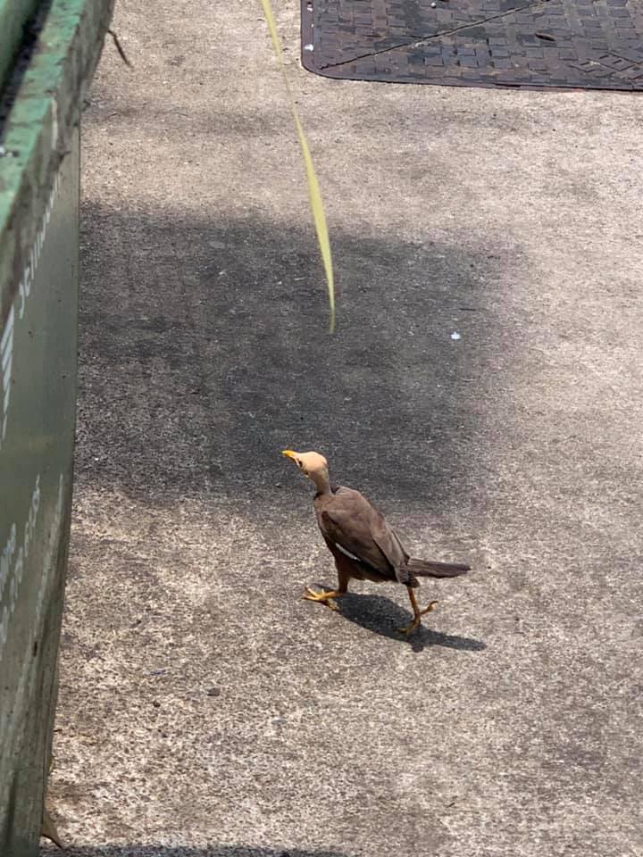 Image of the bald mynah