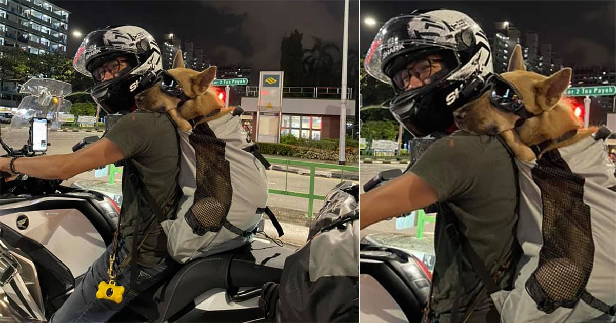 Cool S'pore dog rides pillion on motorcycle with owner along Toa Payoh