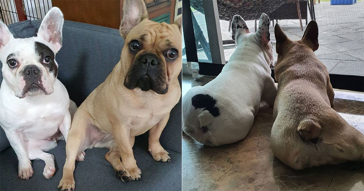 Retired french store bulldog for adoption