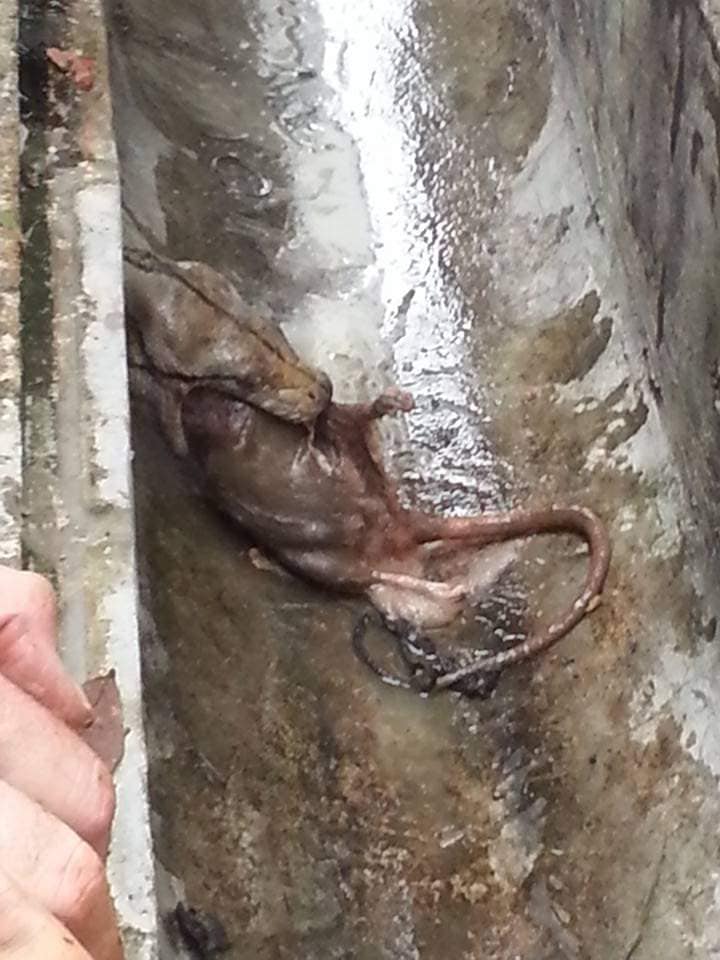 Image of the python vomiting the rat