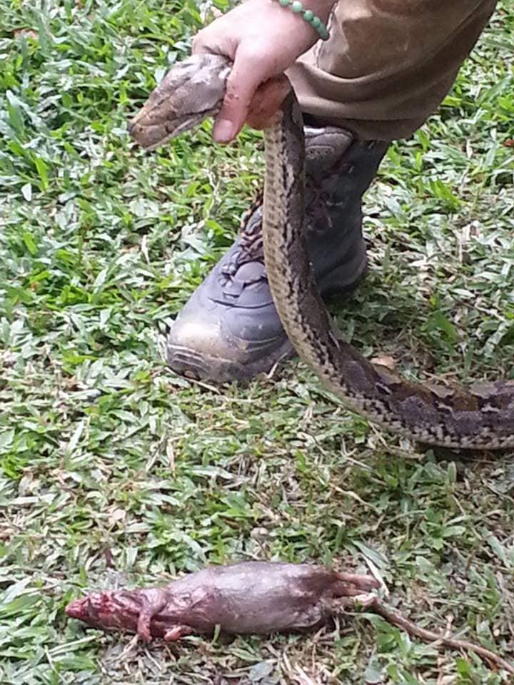 Image of the python held next to the rat's carcass