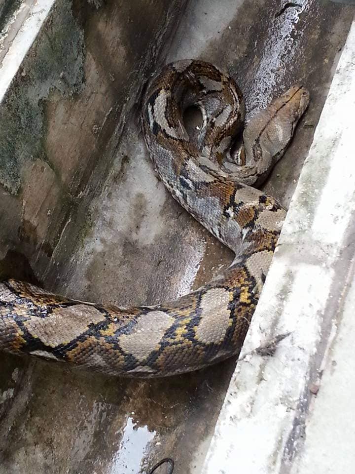 Image of the python in the drain