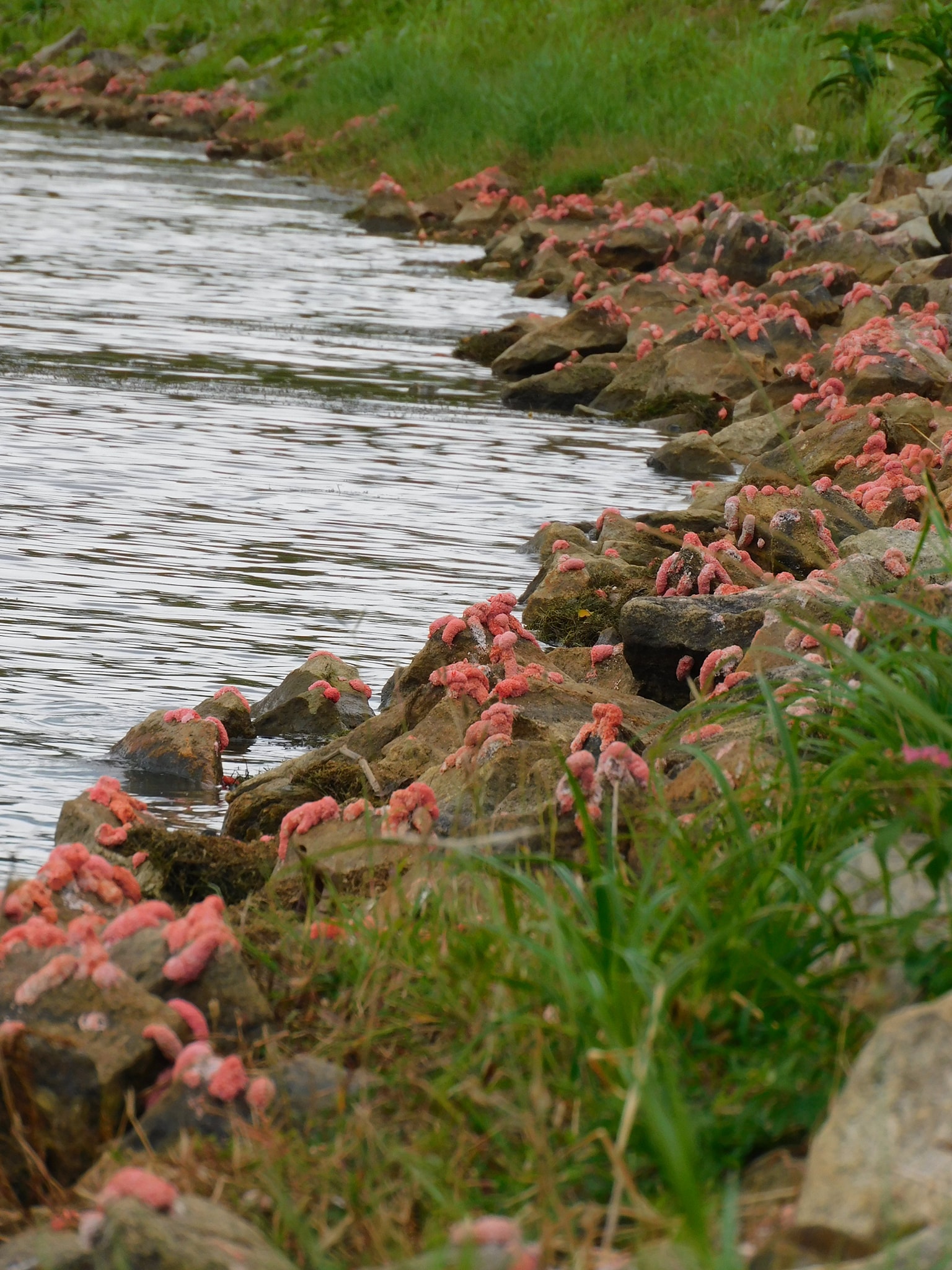 Mentaiko' along S'pore reservoir edge are golden apple snails' pink eggs -   - News from Singapore, Asia and around the world