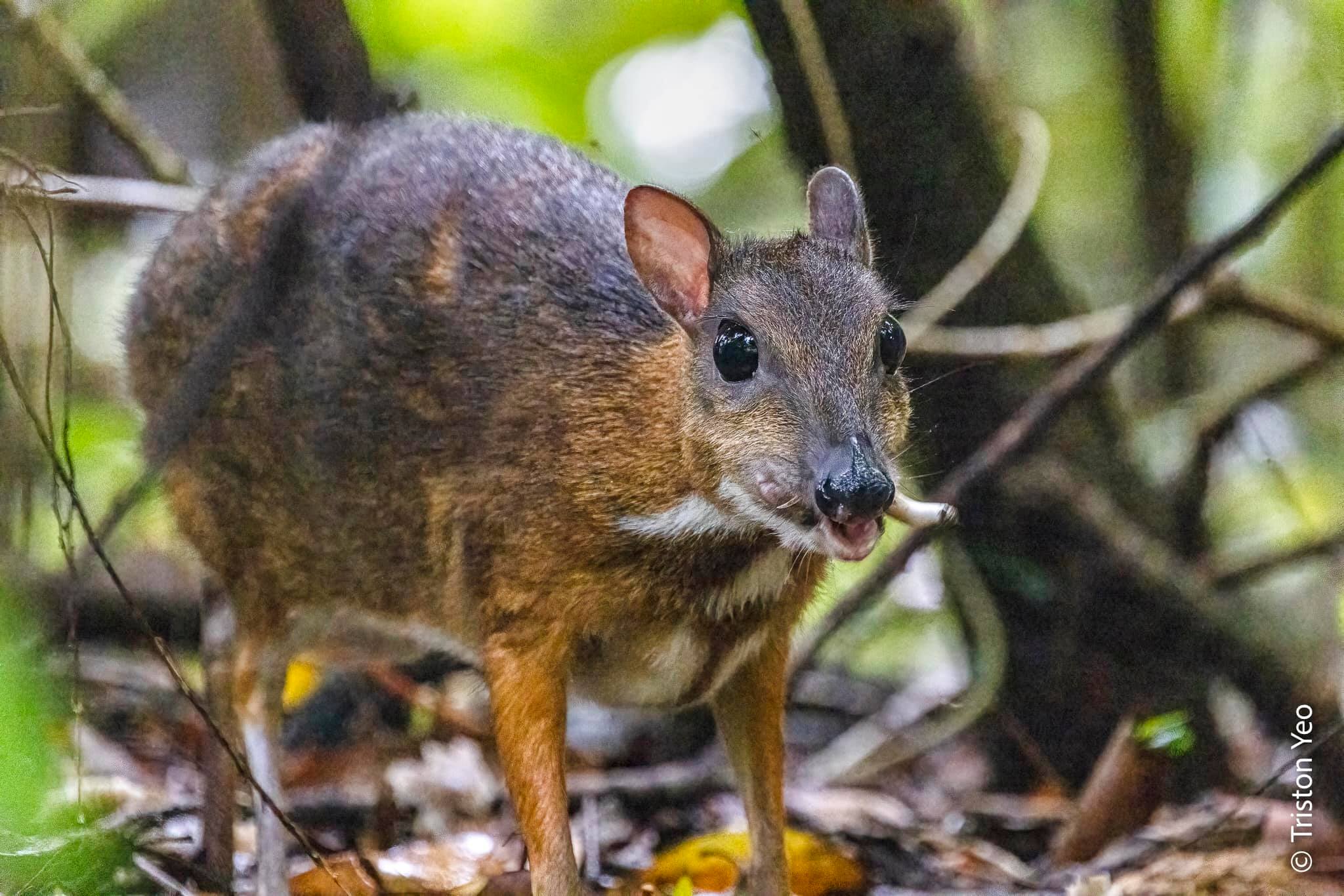 Mousedeer munching on mushroom at Thomson Nature Park looks like it's  smoking a cigarette  - News from Singapore, Asia and around  the world