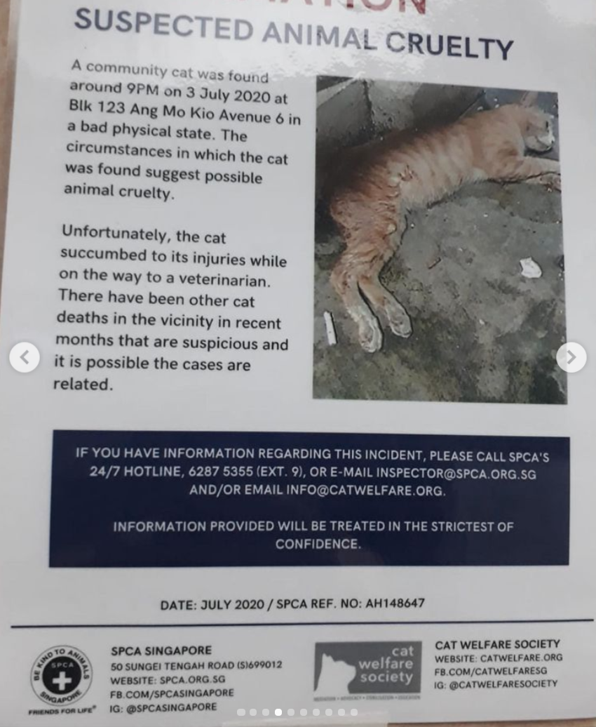 Spate of horrifying cat abuse cases in AMK over the years, culprit  purportedly still at large  - News from Singapore, Asia and  around the world