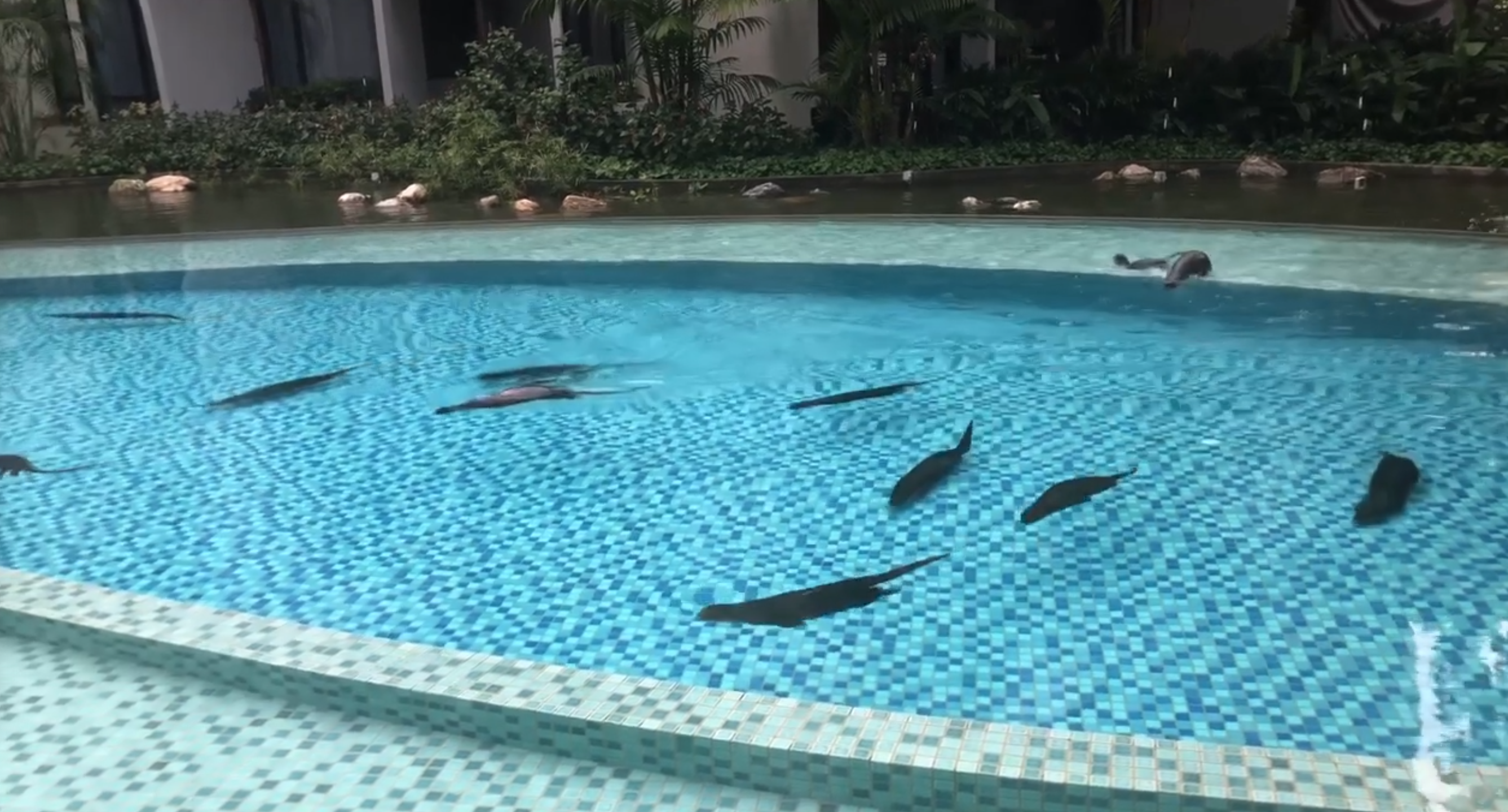 Otters swim in Redhill condo pool, eat nearly all the fish in pond