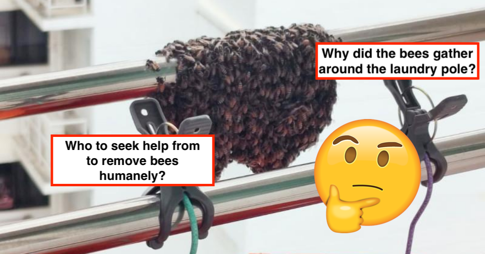Swarm of bees on laundry pole in Punggol were in transit to new 'home', likely to fly away after rest